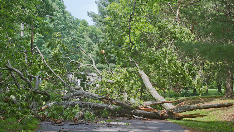 What to Do When a Tree Falls on Your Commercial Property