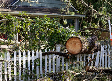 How to Prepare for an Emergency Tree Removal Appointment