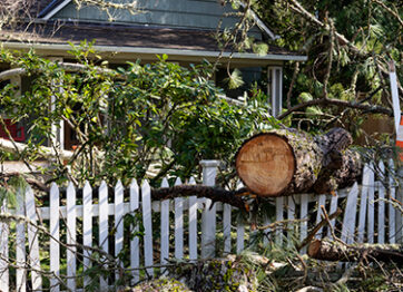 How to Prepare for an Emergency Tree Removal Appointment