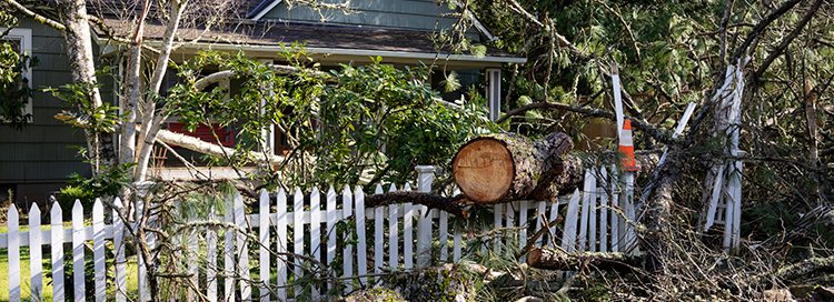 How to Prepare for an Emergency Tree Removal Appointment