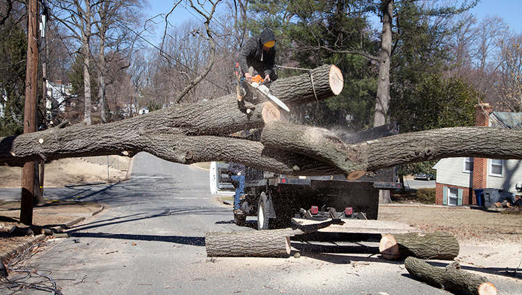 What to Do When a Tree Falls on Your Commercial Property