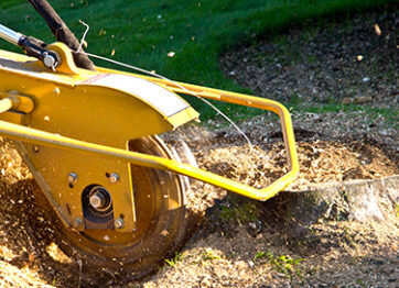 Know the Pros & Cons of Stump Removal & Stump Grinding