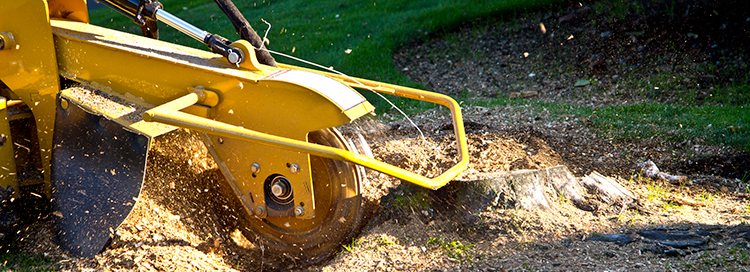 Know the Pros & Cons of Stump Removal & Stump Grinding