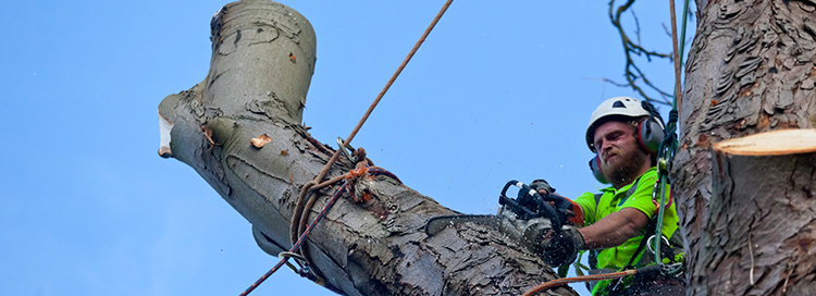 How Improper Tree Trimming Impacts Tree Physiology 