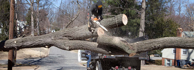 Life-Threatening Risks Involved in DIY Tree Removal