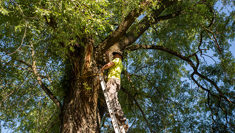 Know the Dangers of DIY Tree Removal