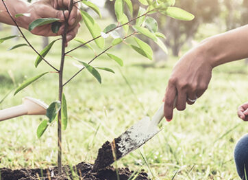 Tree Planting Checklist: Essentials Things to Do 