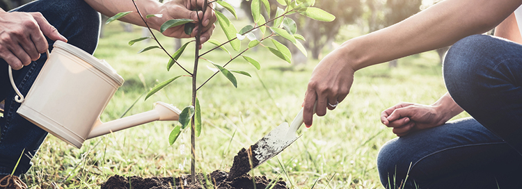 Tree Planting Checklist: Essentials Things to Do