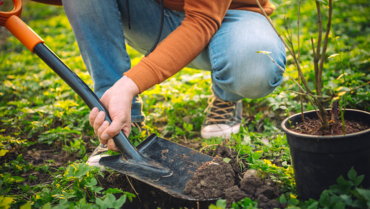 Your Complete Checklist for Tree Planting