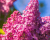 10 Plants That Do Not Require Pruning in Spring 