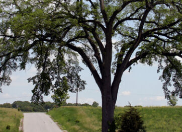Dutch Elm Disease: Things You Need to Know About Tree Removal