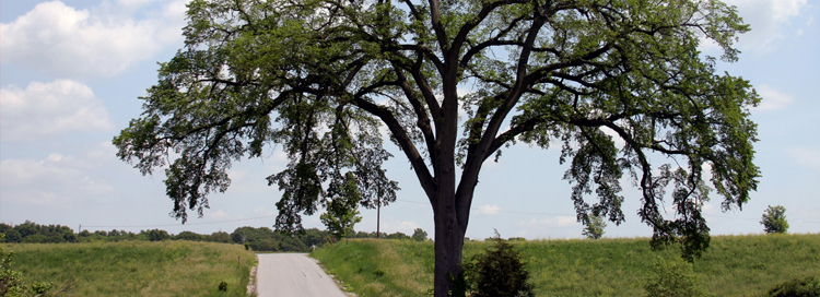 Dutch Elm Disease: Things You Need to Know About Tree Removal