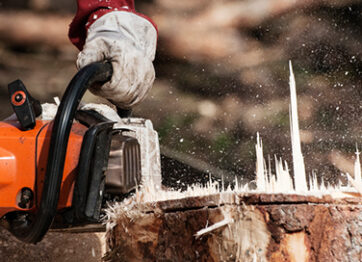 Factors to Consider When Determining Tree Stump Removal Cost