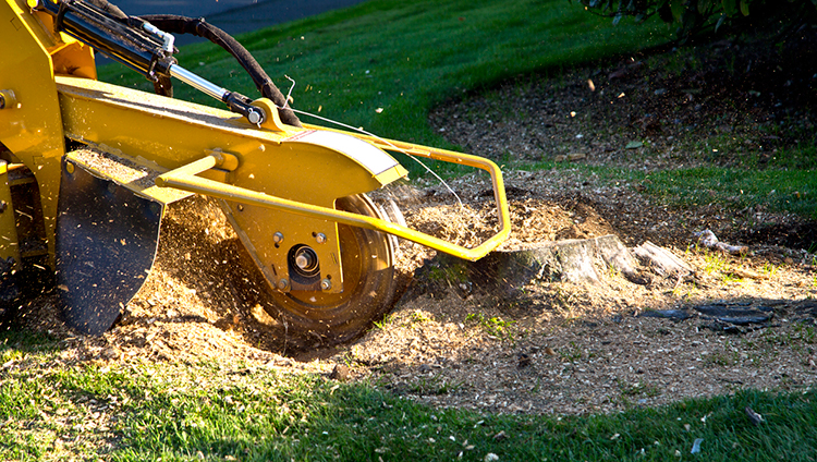 Everything You Need to Know About the Cost of Stump Removal