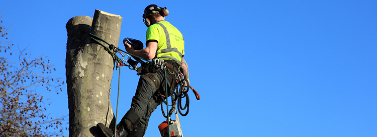 Why Arborists Should Not Use Tree Climbing Spikes 