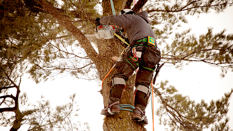 When Your Arborist Should and Should Not Use Spikes