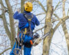 How to Protect Your Property from a Tree Service Scam