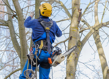 How to Protect Your Property from a Tree Service Scam