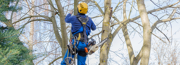 How to Protect Your Property from a Tree Service Scam