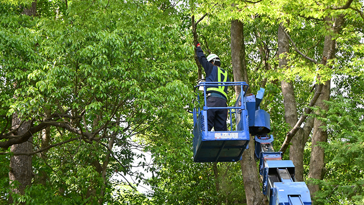 Reliable Tree Care Service in Toronto 
