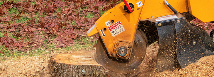 Know the Factors Affecting Stump Grinding Prices