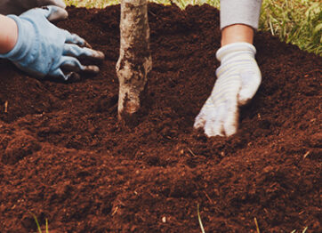 12 Things a Certified Arborist Wants You to Know