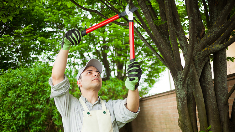 Certified arborists in Toronto