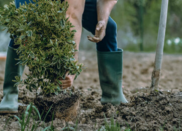 How Tree Planting Can Increase the Value of Your Property