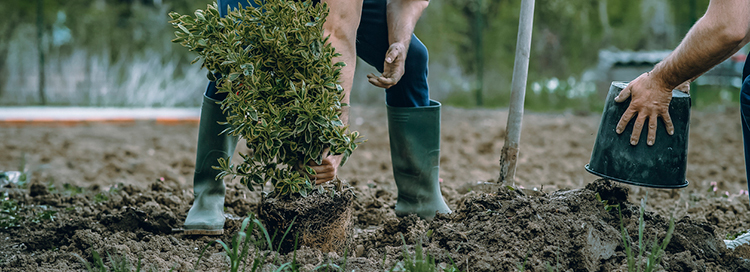 How Tree Planting Can Increase the Value of Your Property