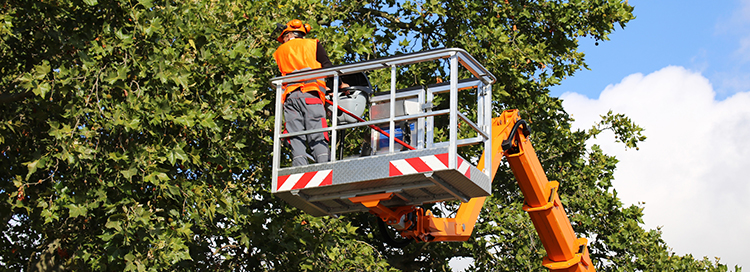 Why You Should Choose DreamWorks Tree Services in Toronto