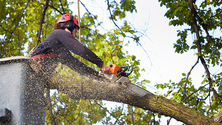 Tree Services in Toronto