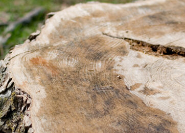 How to Decompose a Tree Stump Naturally
