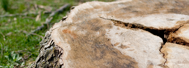 How to Decompose a Tree Stump Naturally