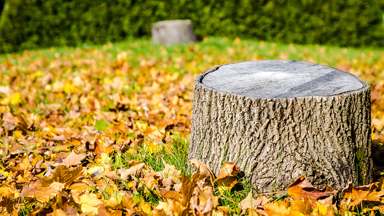 Tree Stump Removal in Toronto, Canada