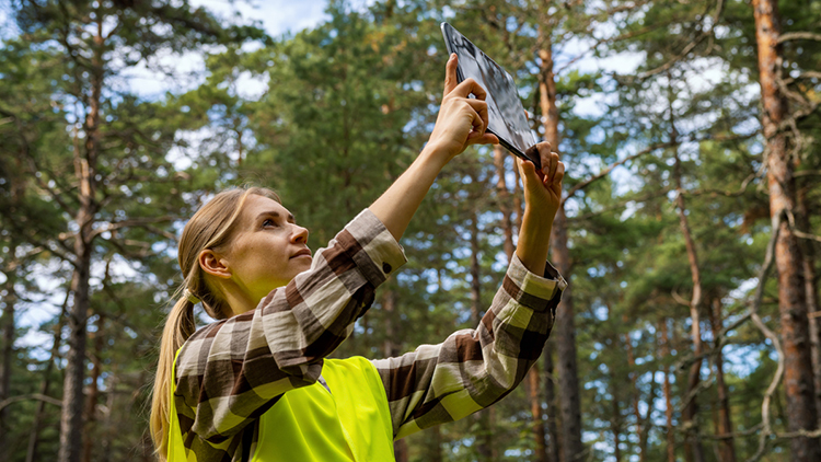 Tree Assessment Before Tree Removal