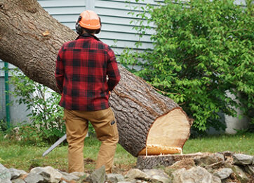 Can Insurance Cover Tree Removal in Toronto?