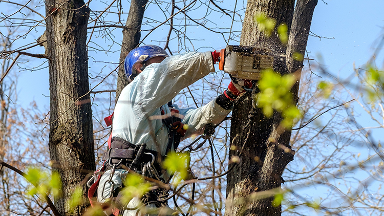 Clean Tree Removal Services in Toronto