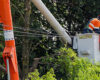 Tree Removal Experts in Toronto