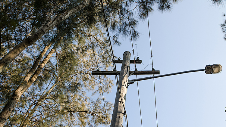 Guide to Removing Trees Near Power Lines
