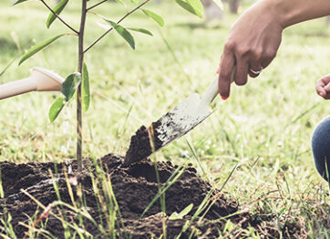 Discover the Ultimate Guide to Replanting after Tree Removal