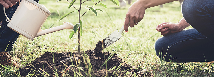 Discover the Ultimate Guide to Replanting after Tree Removal