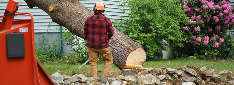 Specific Factors that Affect Tree Removal Costs in Canada