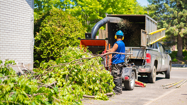 tree removal cost in Toronto, Ontario