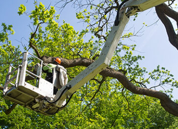 All You Need to Know About Tree Crown Reduction