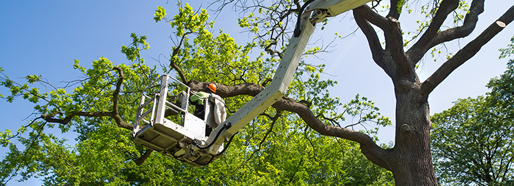 All You Need to Know About Tree Crown Reduction