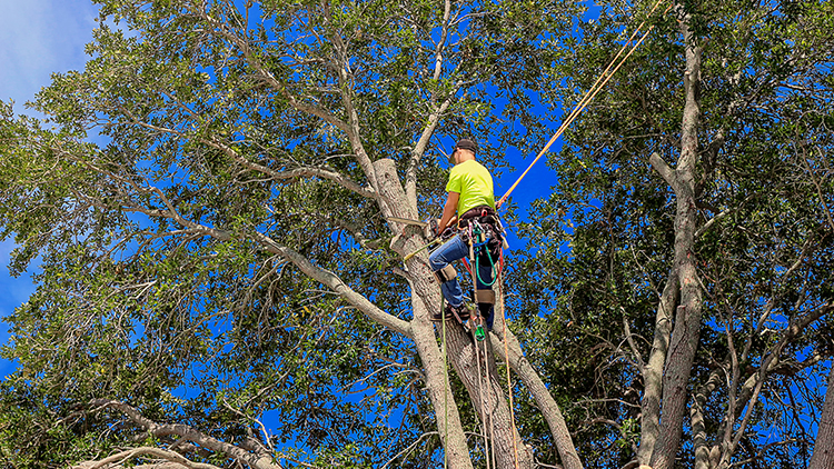 Tree Pruning Services in Toronto