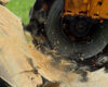 How Stump Grinding Can Prevent Diseases & Lower Fire Risk