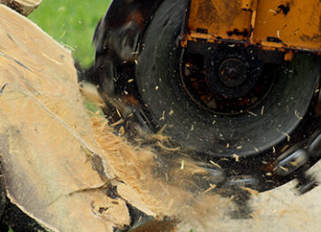 How Stump Grinding Can Prevent Diseases & Lower Fire Risk
