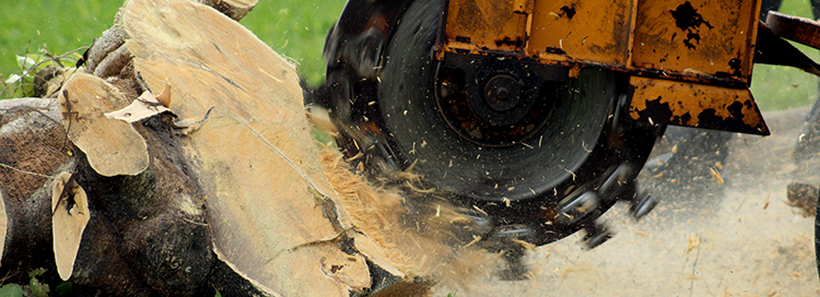 How Stump Grinding Can Prevent Diseases & Lower Fire Risk