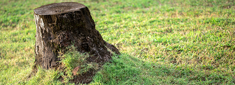 8 Things You Should Do After Tree Removal